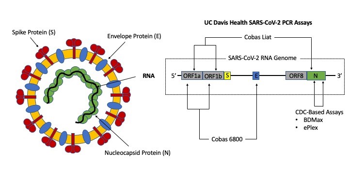 Molecular Targets UCDavisHealth SARS CoV-2 RNA Assays